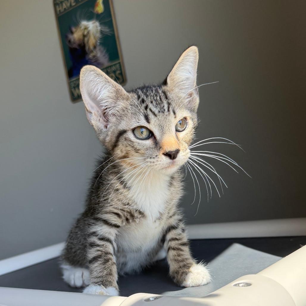 Enlarge Grover, a Adoptable Domestic Short Hair in Ponca City, OK image 2/2