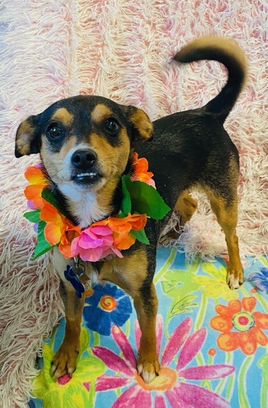 Enlarge Heidi, an adopted mixed breed in Colusa, CA image 4/6