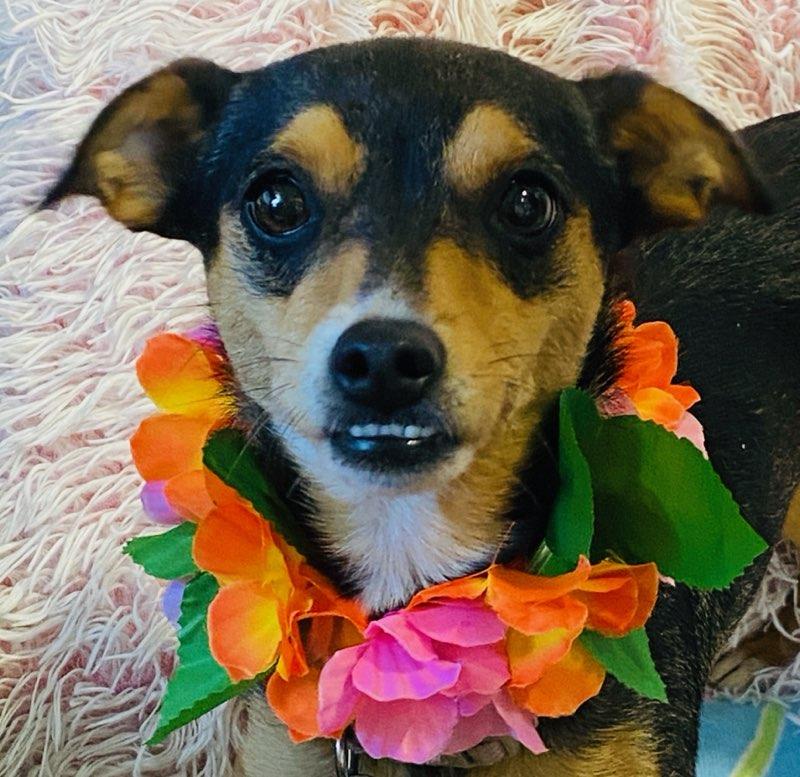 Enlarge Heidi, an adopted mixed breed in Colusa, CA image 2/6