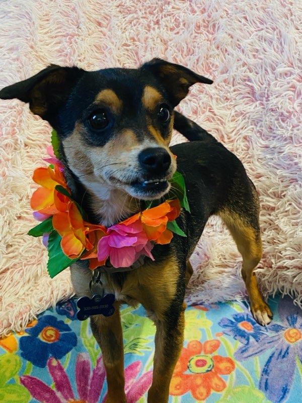 Enlarge Heidi, an adopted mixed breed in Colusa, CA image 6/6