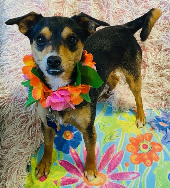 Enlarge Heidi, an adopted mixed breed in Colusa, CA image 5/6