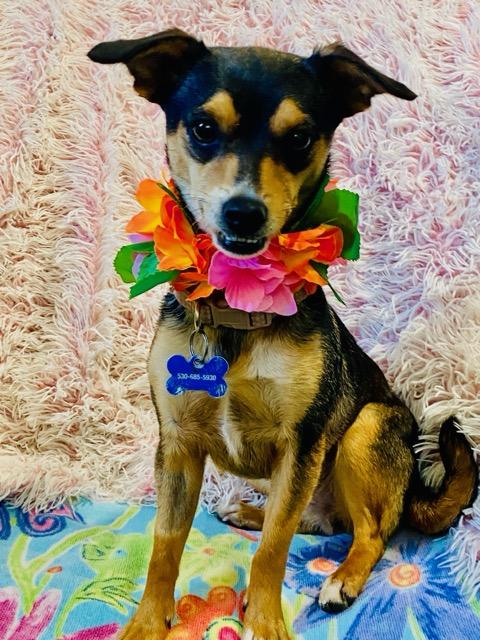 Enlarge Heidi, an adopted mixed breed in Colusa, CA image 1/6