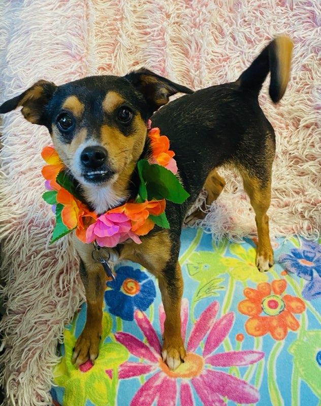 Enlarge Heidi, an adopted mixed breed in Colusa, CA image 3/6