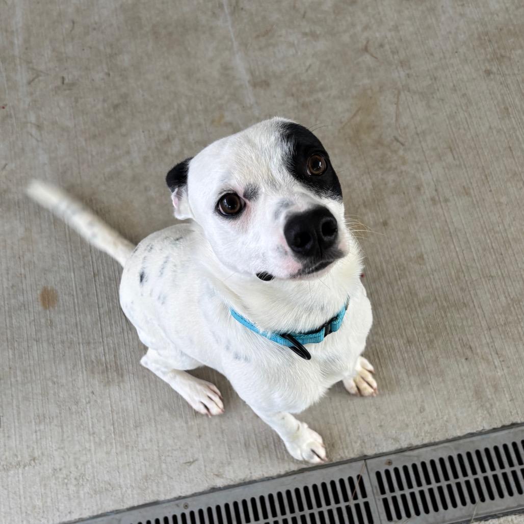 Pixel, Adoptable, Young Male Rat Terrier & Mixed Breed.