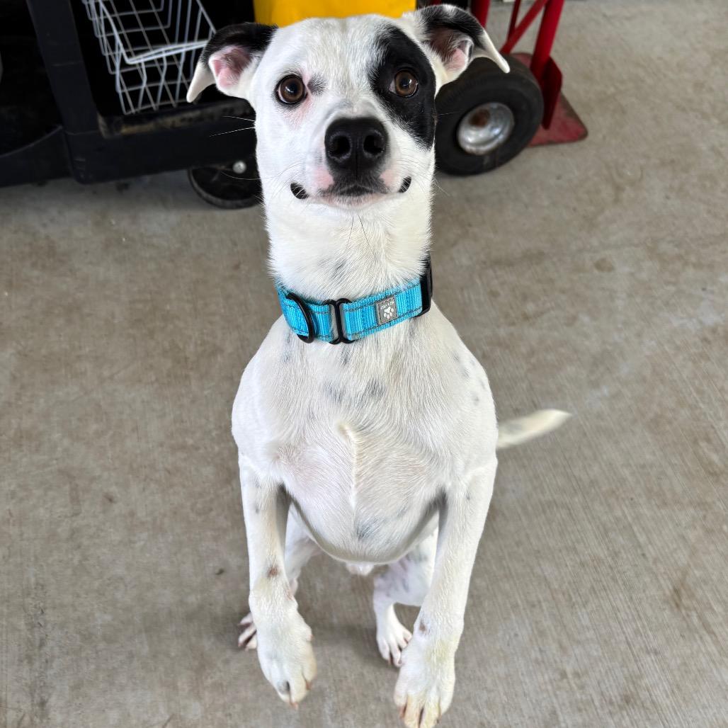 Enlarge Pixel, a Adoptable mixed breed in Galax, VA image 2/6