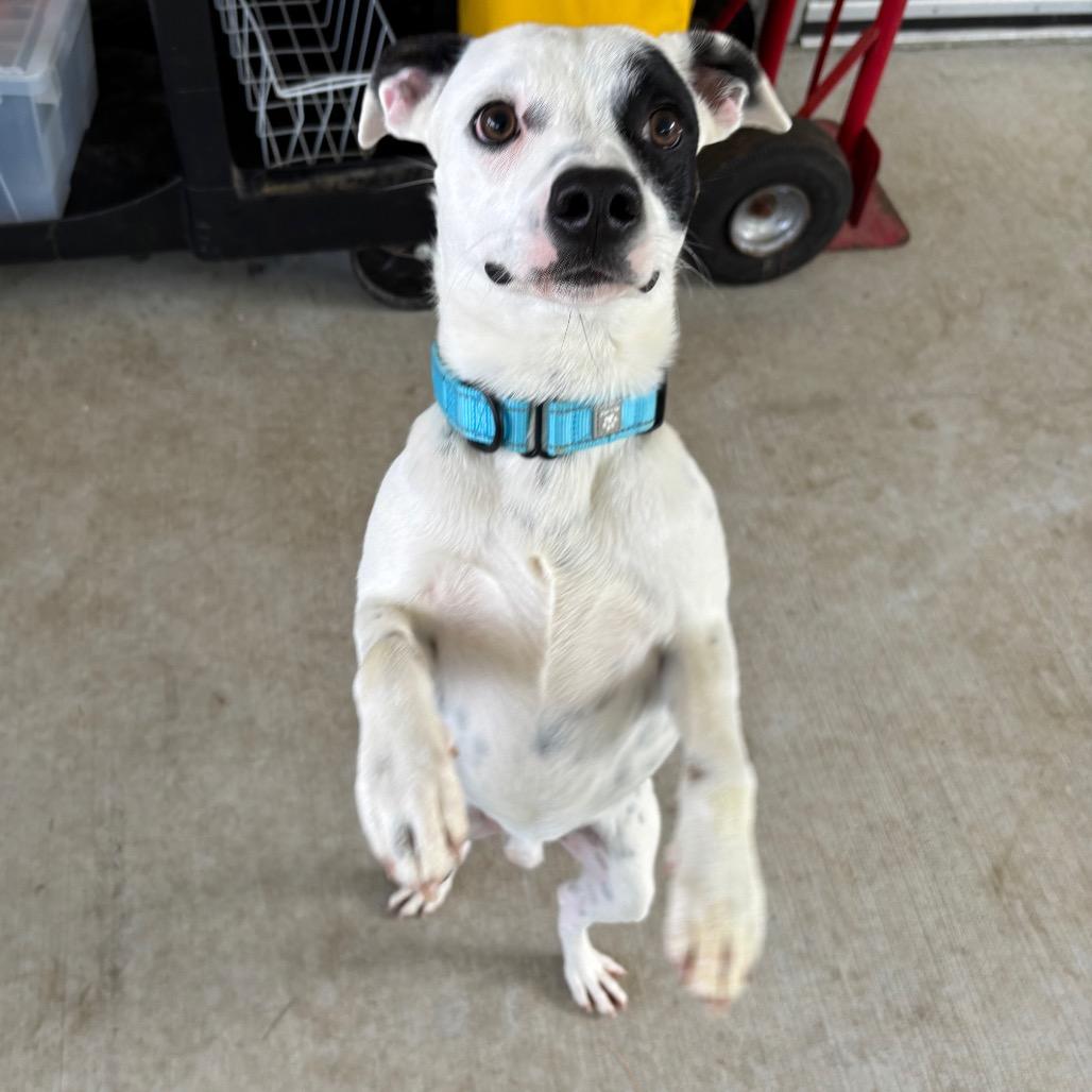 Enlarge Pixel, a Adoptable mixed breed in Galax, VA image 3/6