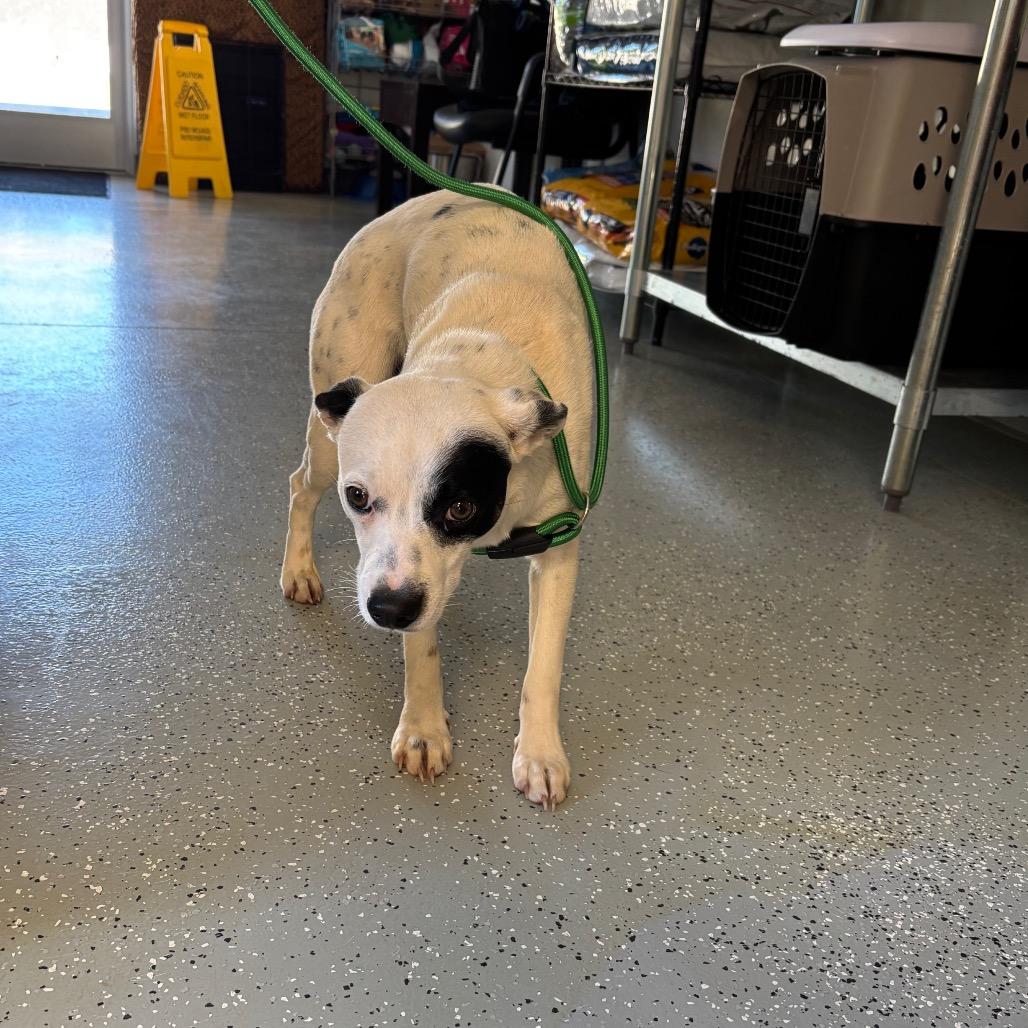 Enlarge Pixel, a Adoptable mixed breed in Galax, VA image 1/1