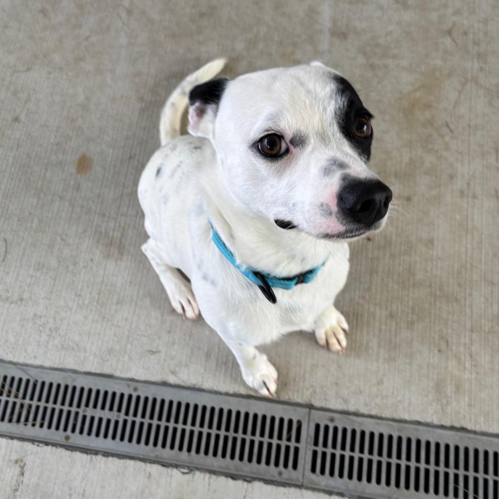Enlarge Pixel, a Adoptable mixed breed in Galax, VA image 5/6
