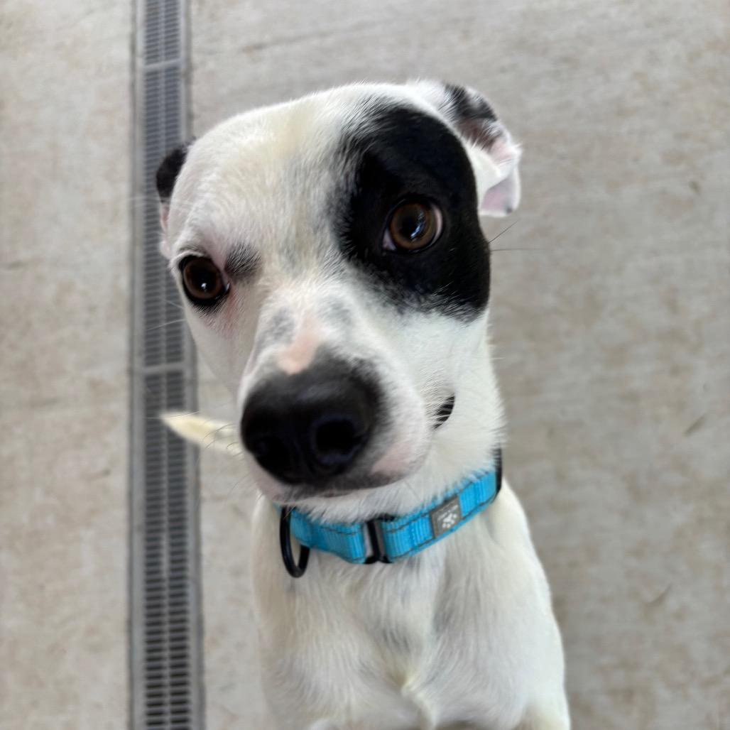 Enlarge Pixel, a Adoptable mixed breed in Galax, VA image 6/6
