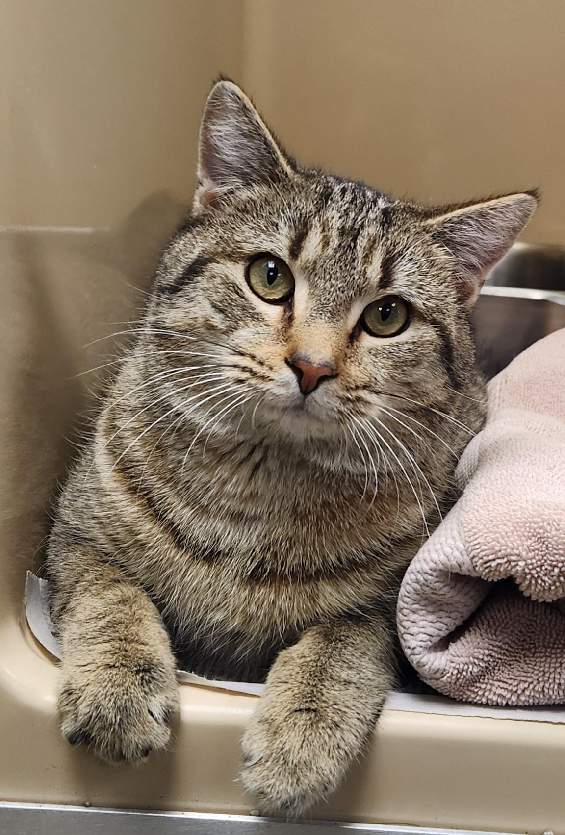 Enlarge Renoir , a ADOPTABLE Domestic Short Hair in Clayton, NJ image 1/2