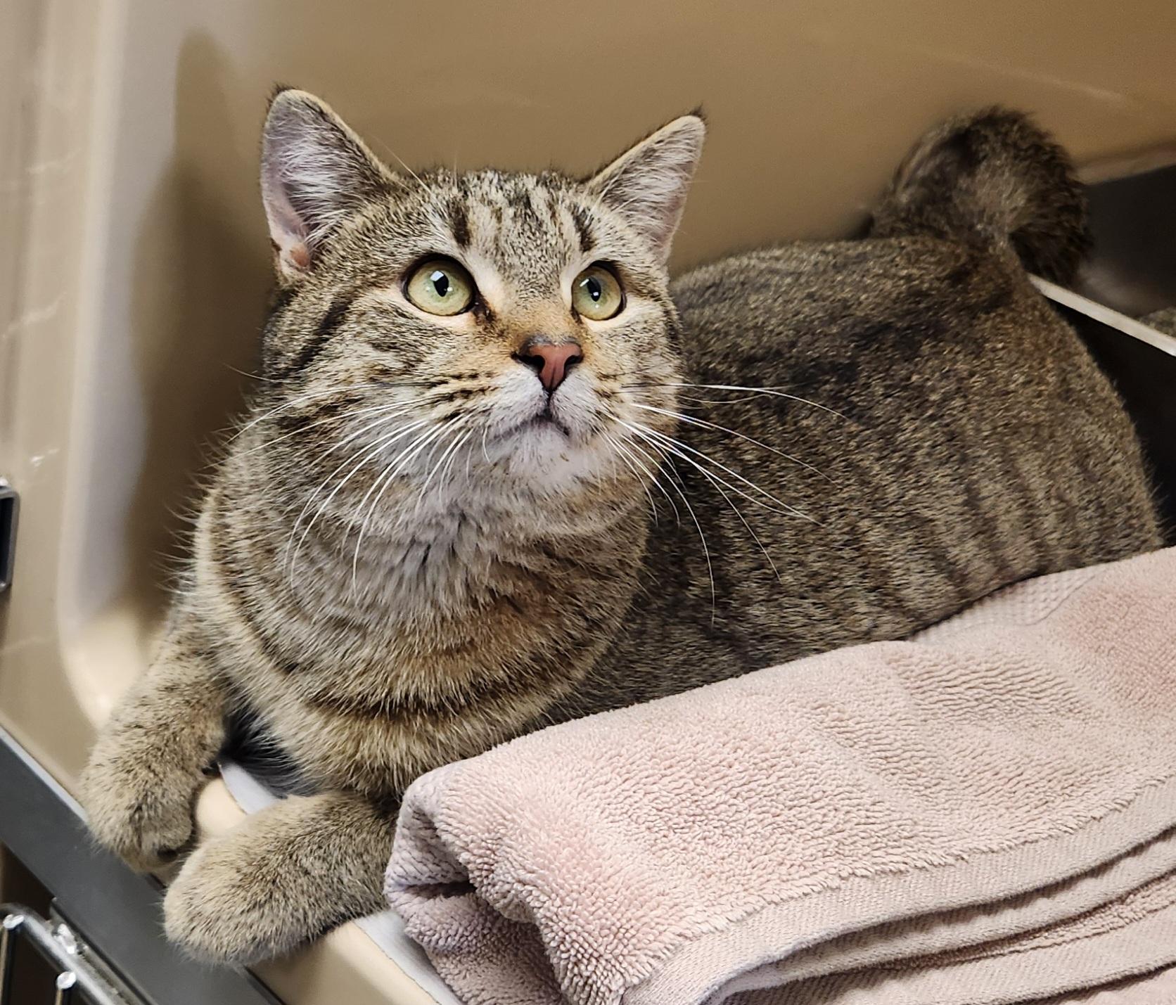 Enlarge Renoir , a ADOPTABLE Domestic Short Hair in Clayton, NJ image 2/2