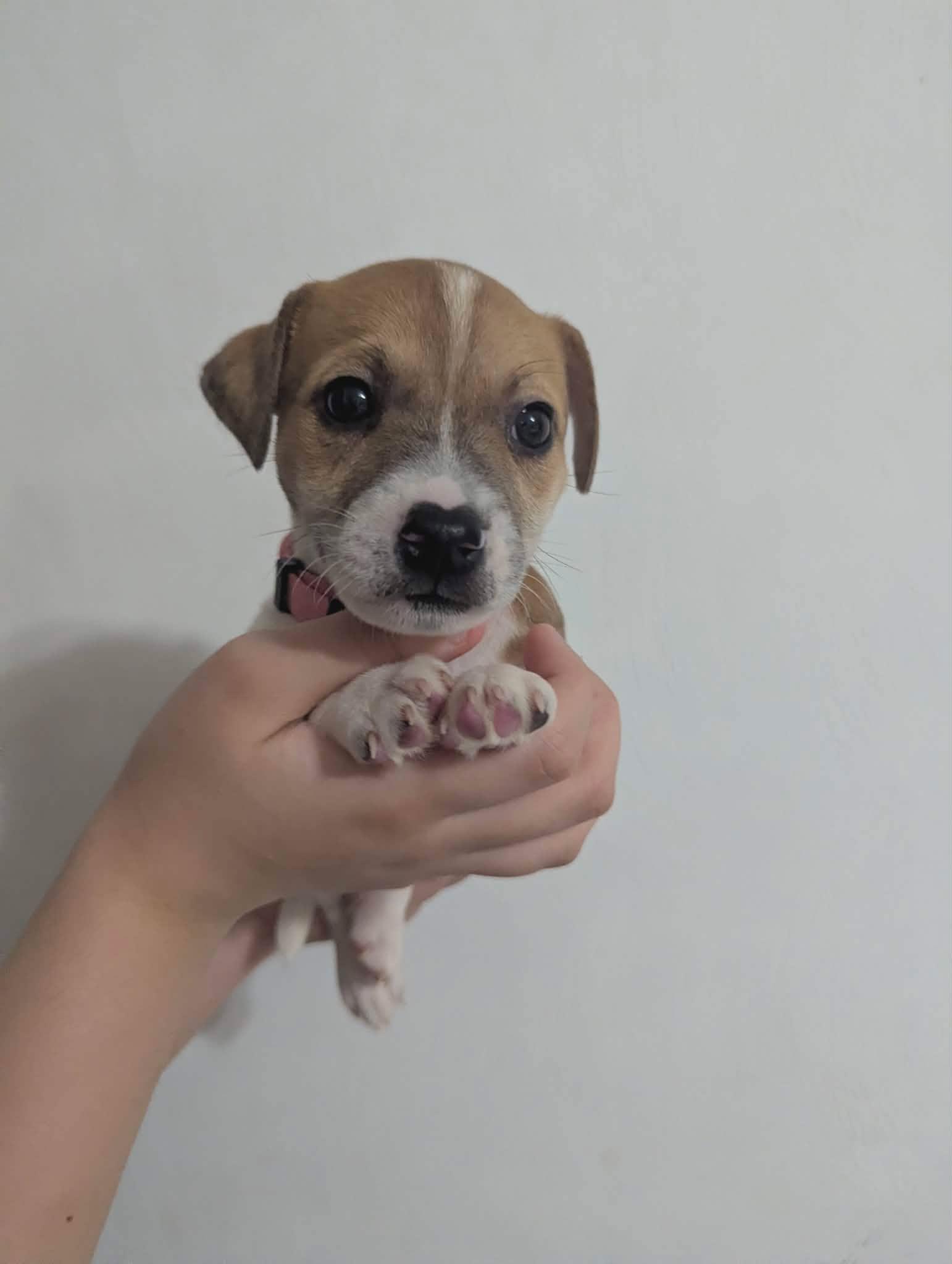 Honey, Adoptable, Puppy Female Jack Russell Terrier.