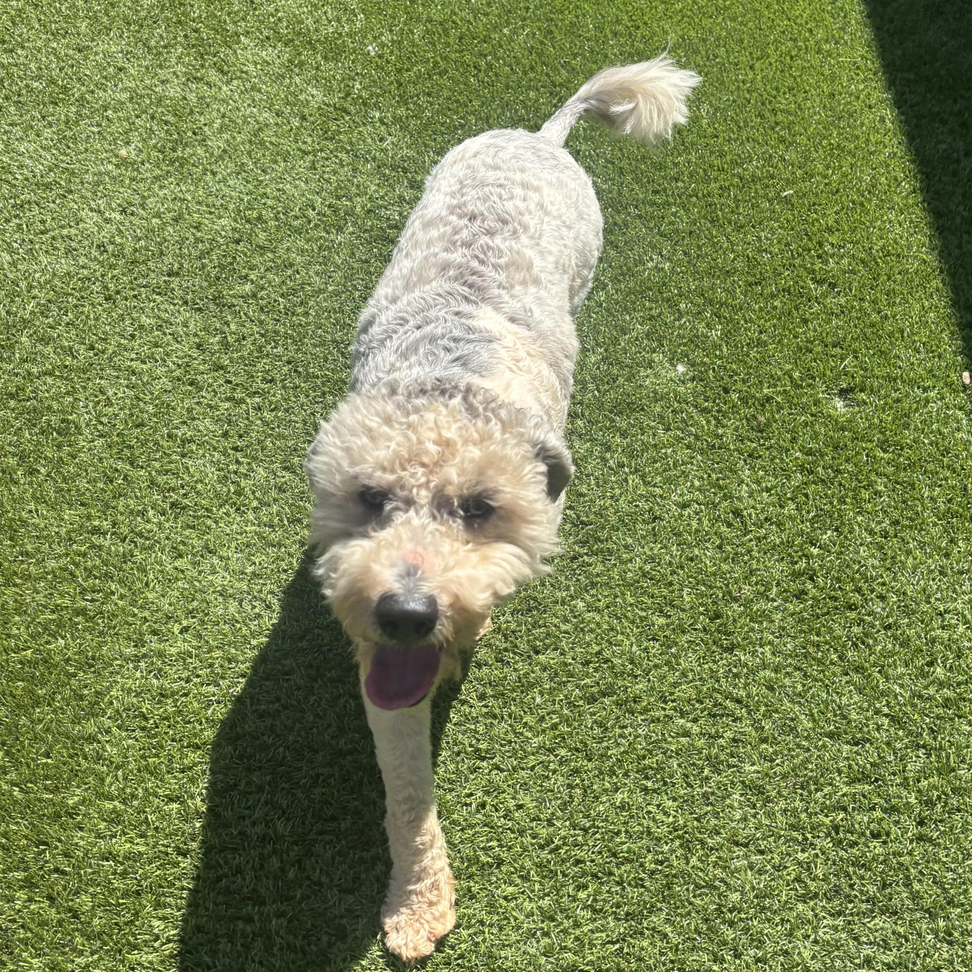 Cody, a Adoptable Sheepadoodle in Anderson, SC image 3/5