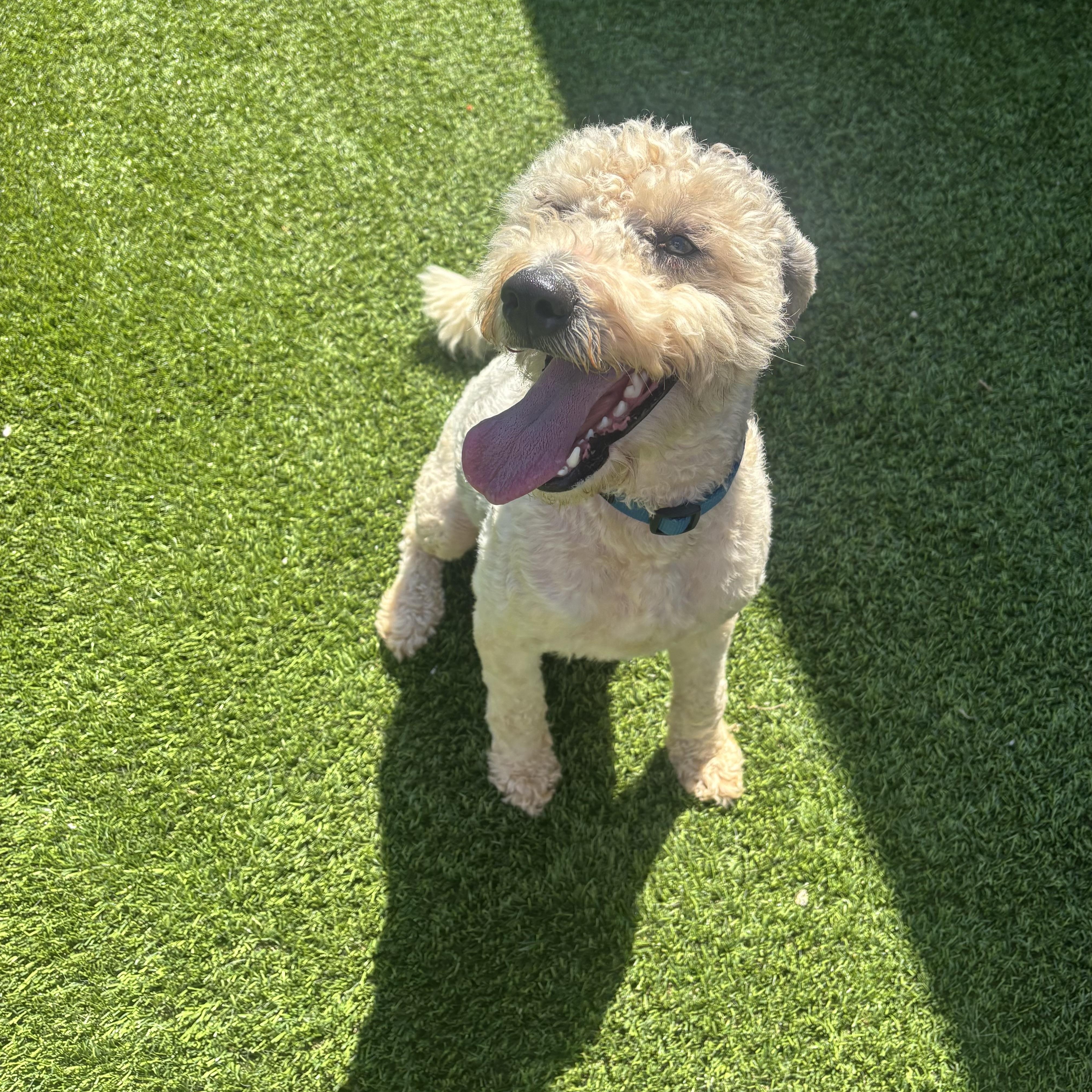 Cody, a Adoptable Sheepadoodle in Anderson, SC image 1/5
