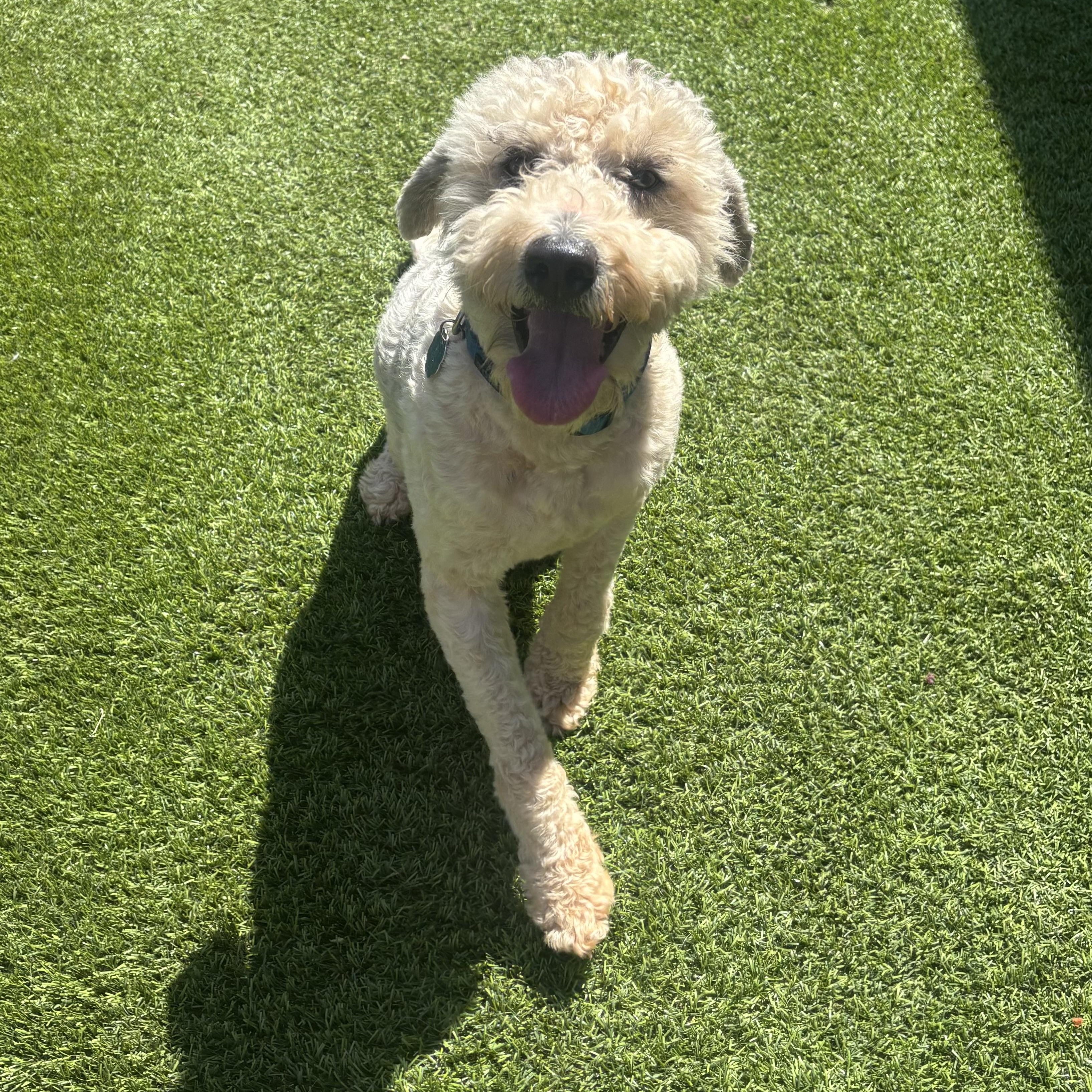 Cody, a Adoptable Sheepadoodle in Anderson, SC image 4/5