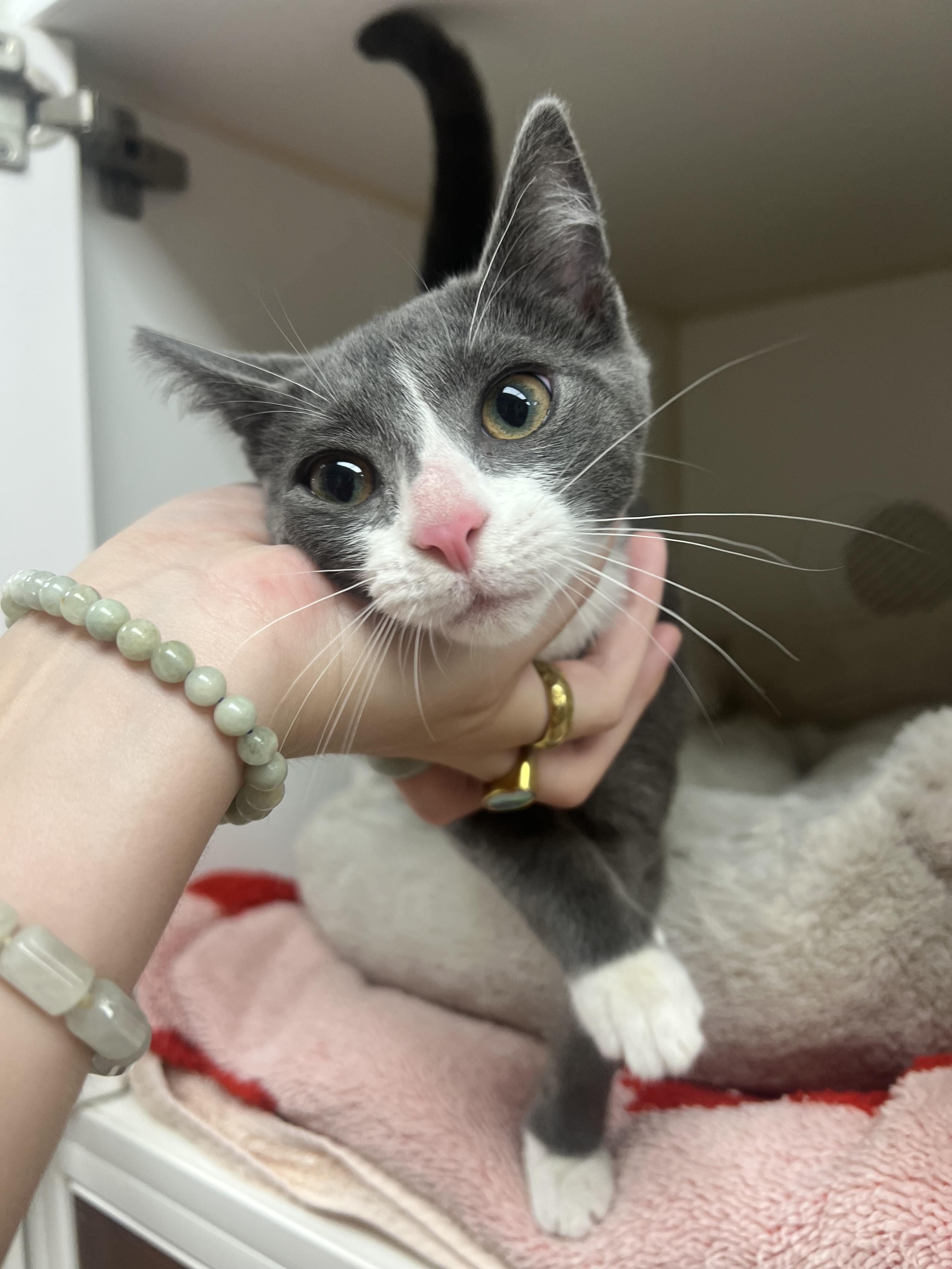 Leena, adopted, Young Female Domestic Short Hair.