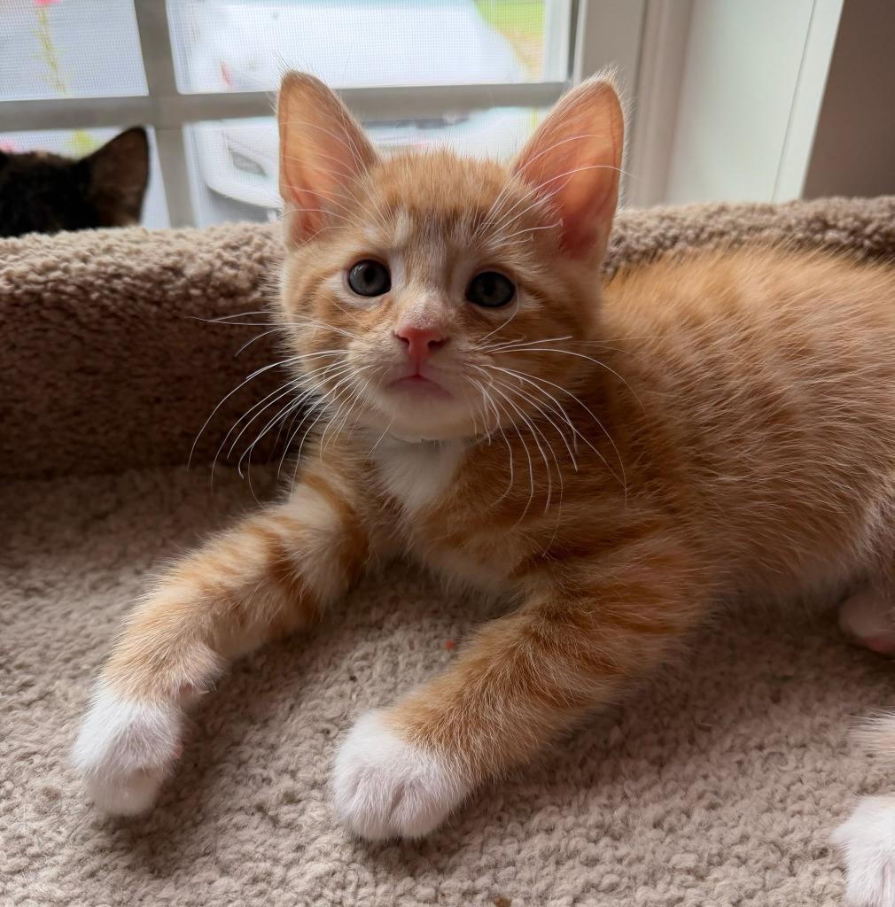 Enlarge Chili Cheese Burrito, a Adoptable mixed breed in Parkville, MD image 1/1