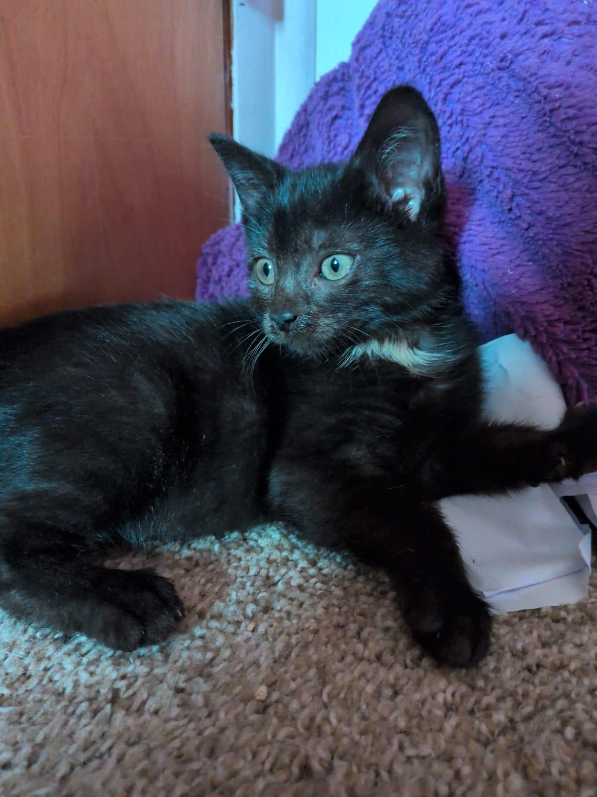 Enlarge Caesar, a Adopted Domestic Short Hair in North Haven, CT image 1/2