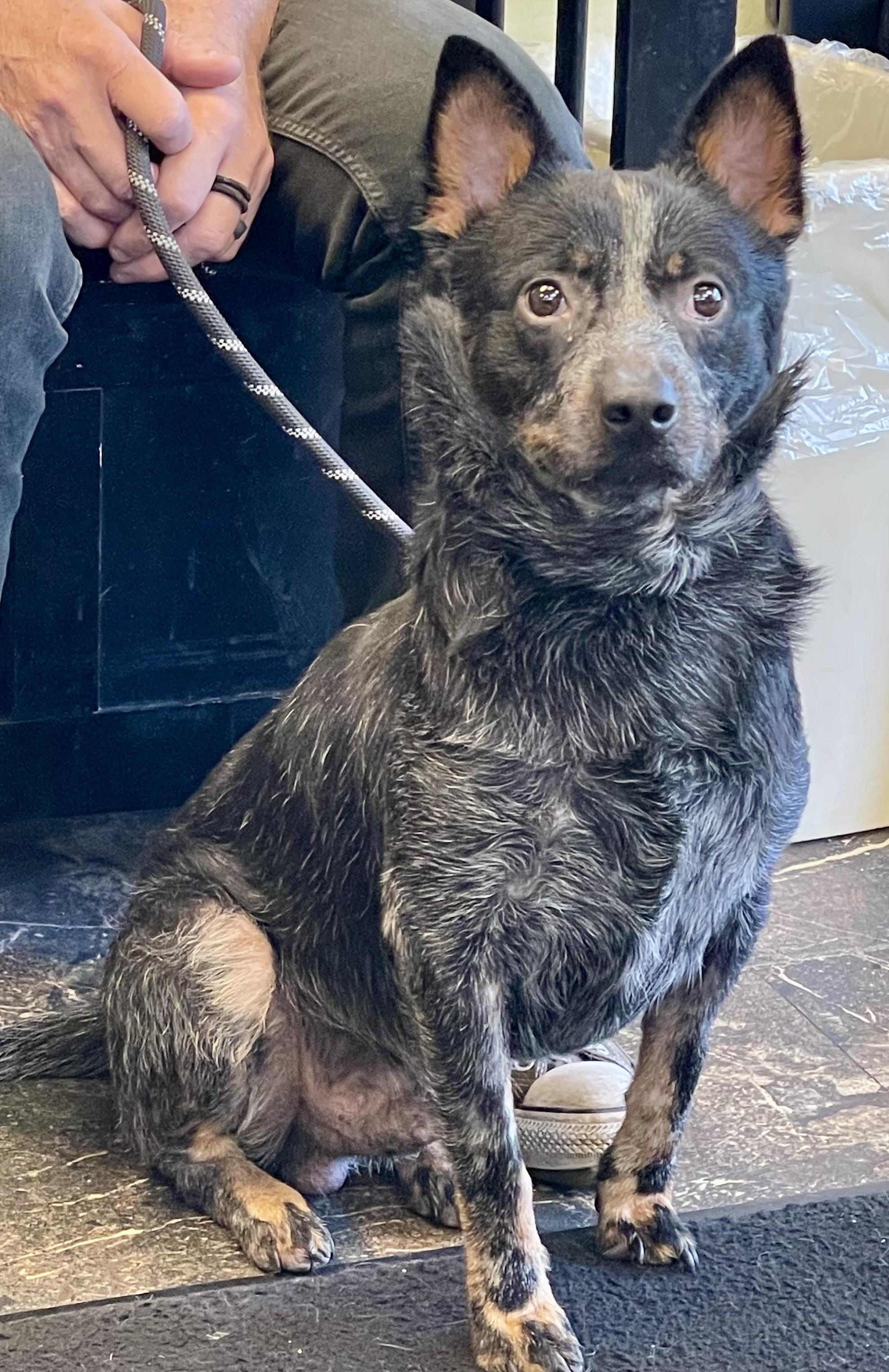 Enlarge Rodeo, a ADOPTABLE Australian Cattle Dog / Blue Heeler in Barrington Hills, IL image 2/2