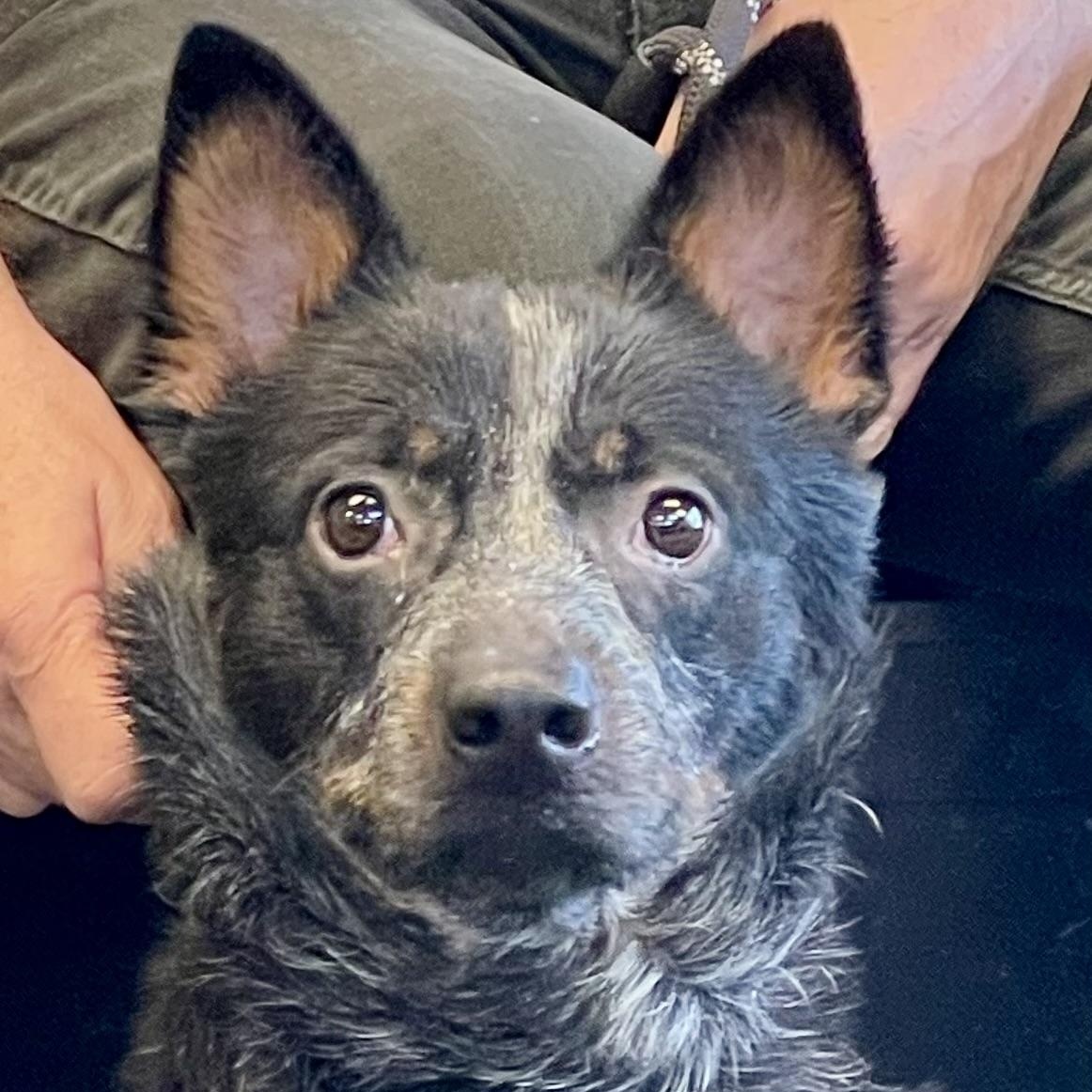 Rodeo, ADOPTABLE, Young Male Australian Cattle Dog / Blue Heeler.