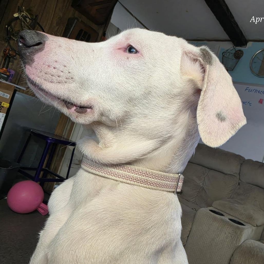 Sugar, Adoptable, Young Male American Staffordshire Terrier & Great Dane.