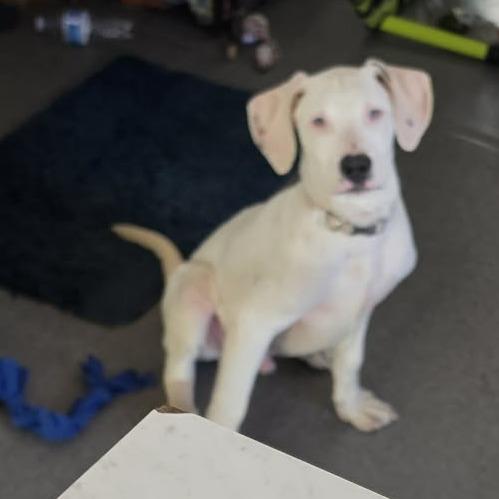 Enlarge Sugar, a Adoptable mixed breed in West Richland, WA image 2/6