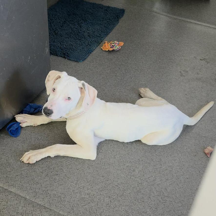 Enlarge Sugar, a Adoptable mixed breed in West Richland, WA image 3/6