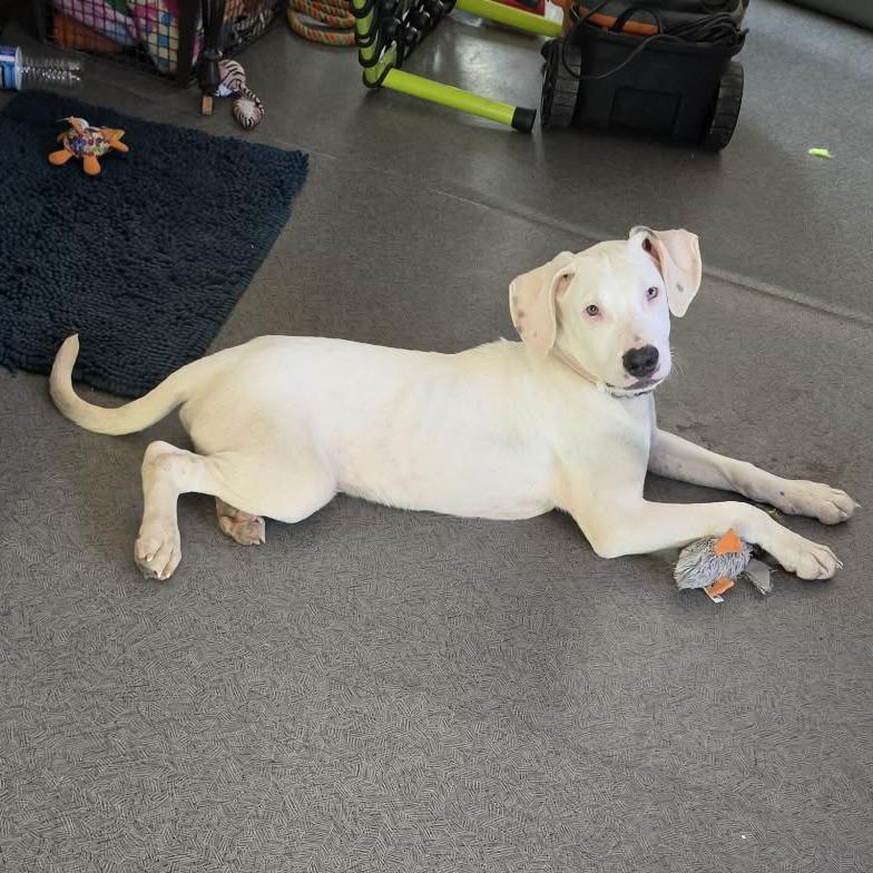 Enlarge Sugar, a Adoptable mixed breed in West Richland, WA image 4/6