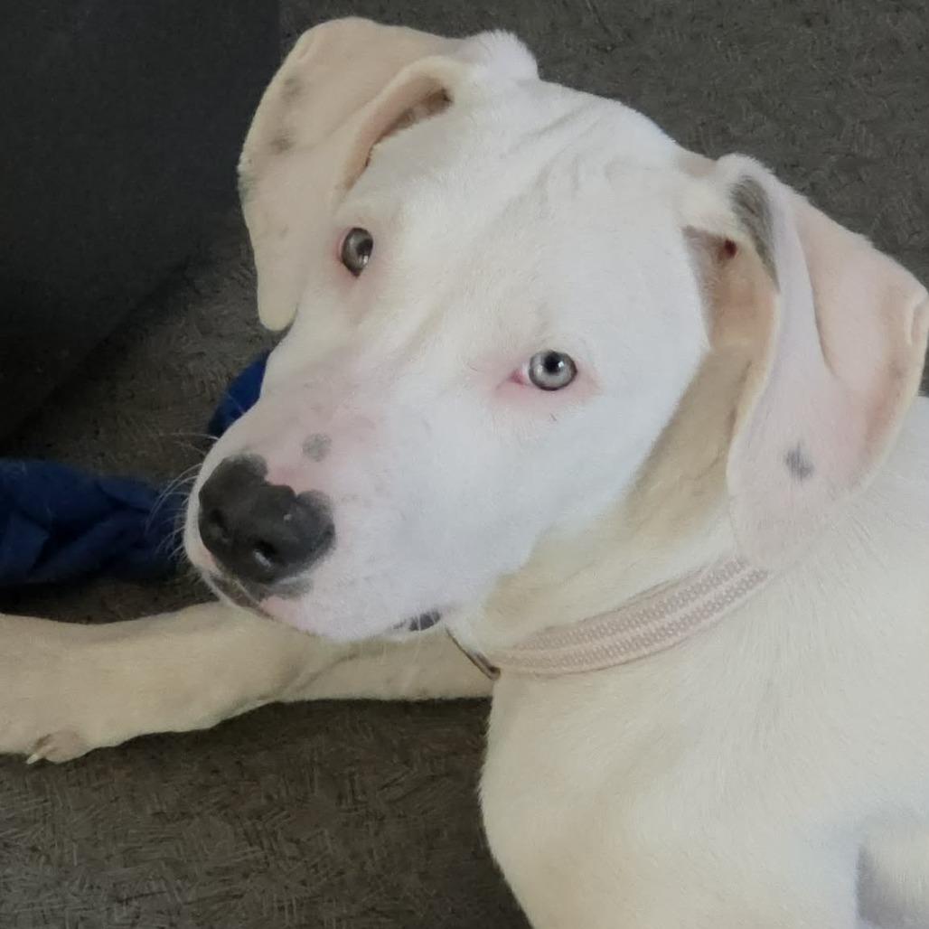 Enlarge Sugar, a Adoptable mixed breed in West Richland, WA image 5/6