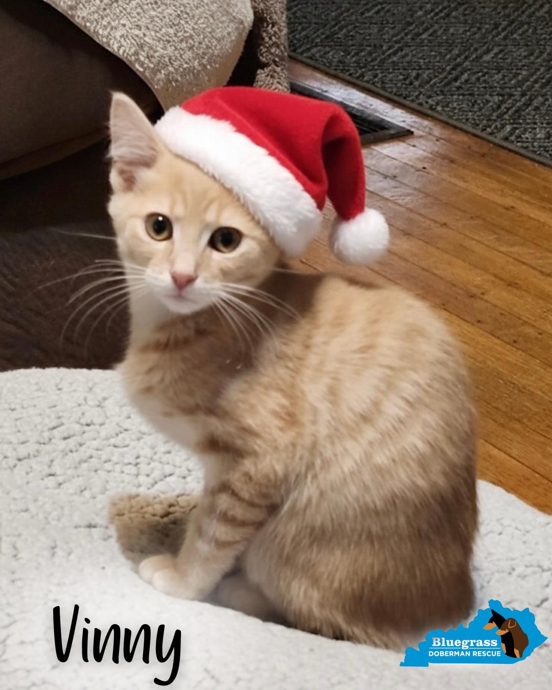 Vinny, a ADOPTABLE Domestic Short Hair in Louisville, KY image 1/3