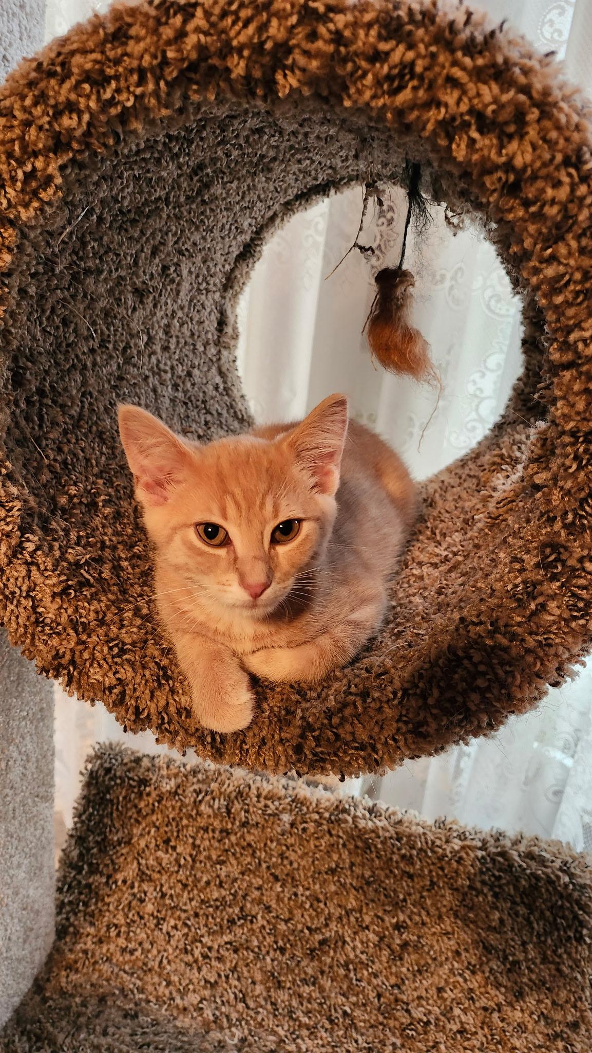 Vinny, a ADOPTABLE Domestic Short Hair in Louisville, KY image 2/3