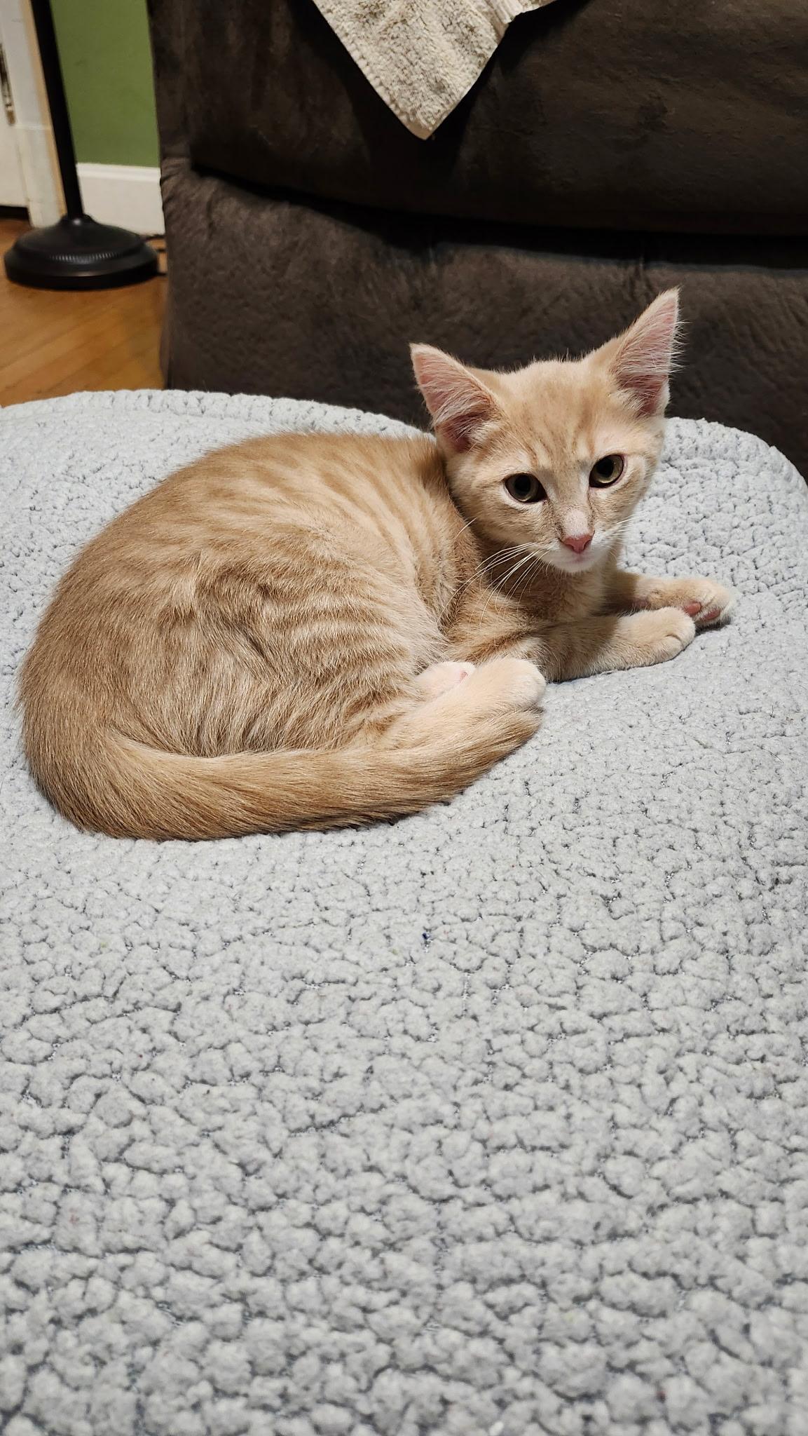 Vinny, a ADOPTABLE Domestic Short Hair in Louisville, KY image 3/3