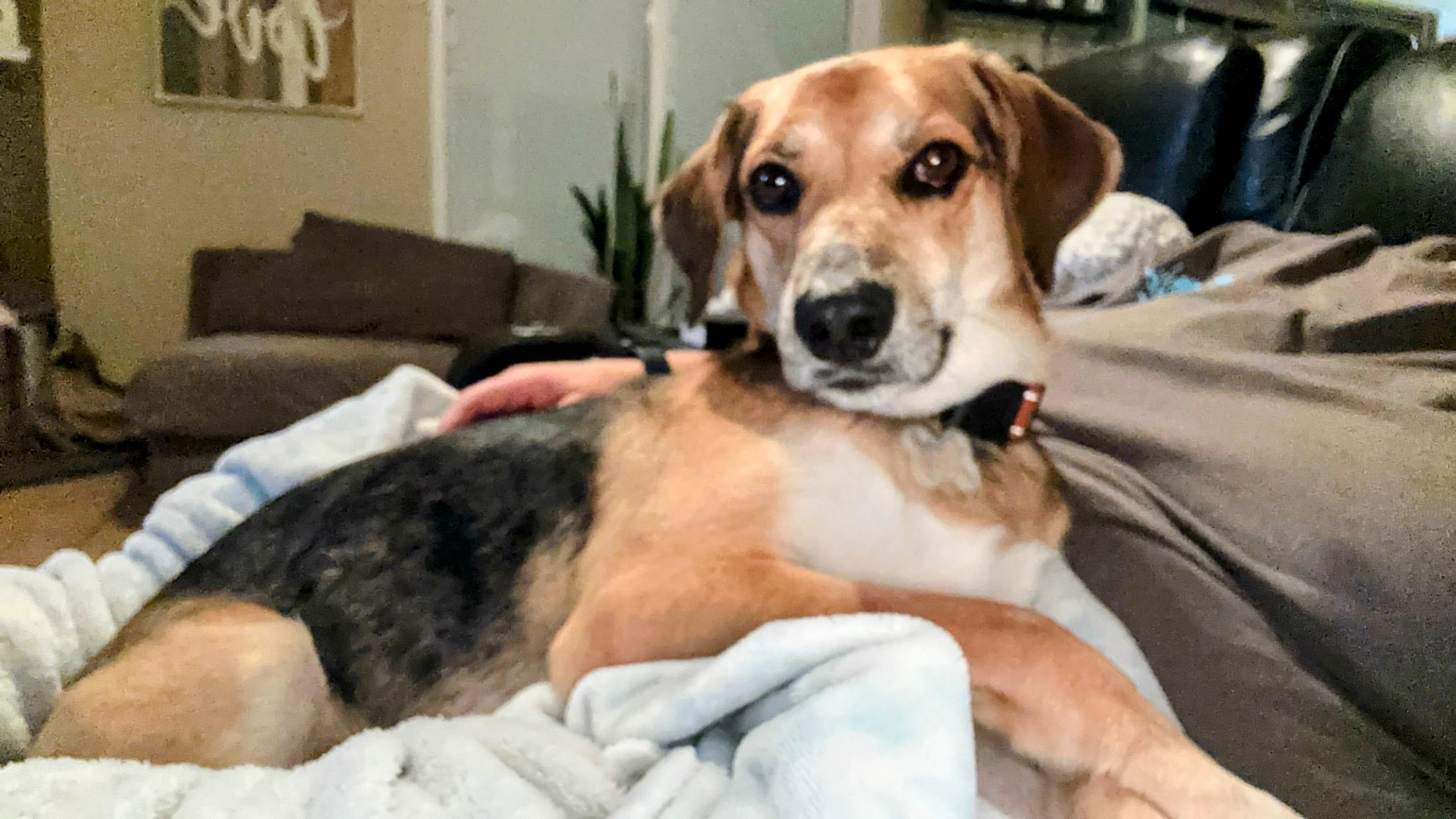 BUSTER BROWN….35 lbs of fun!!!