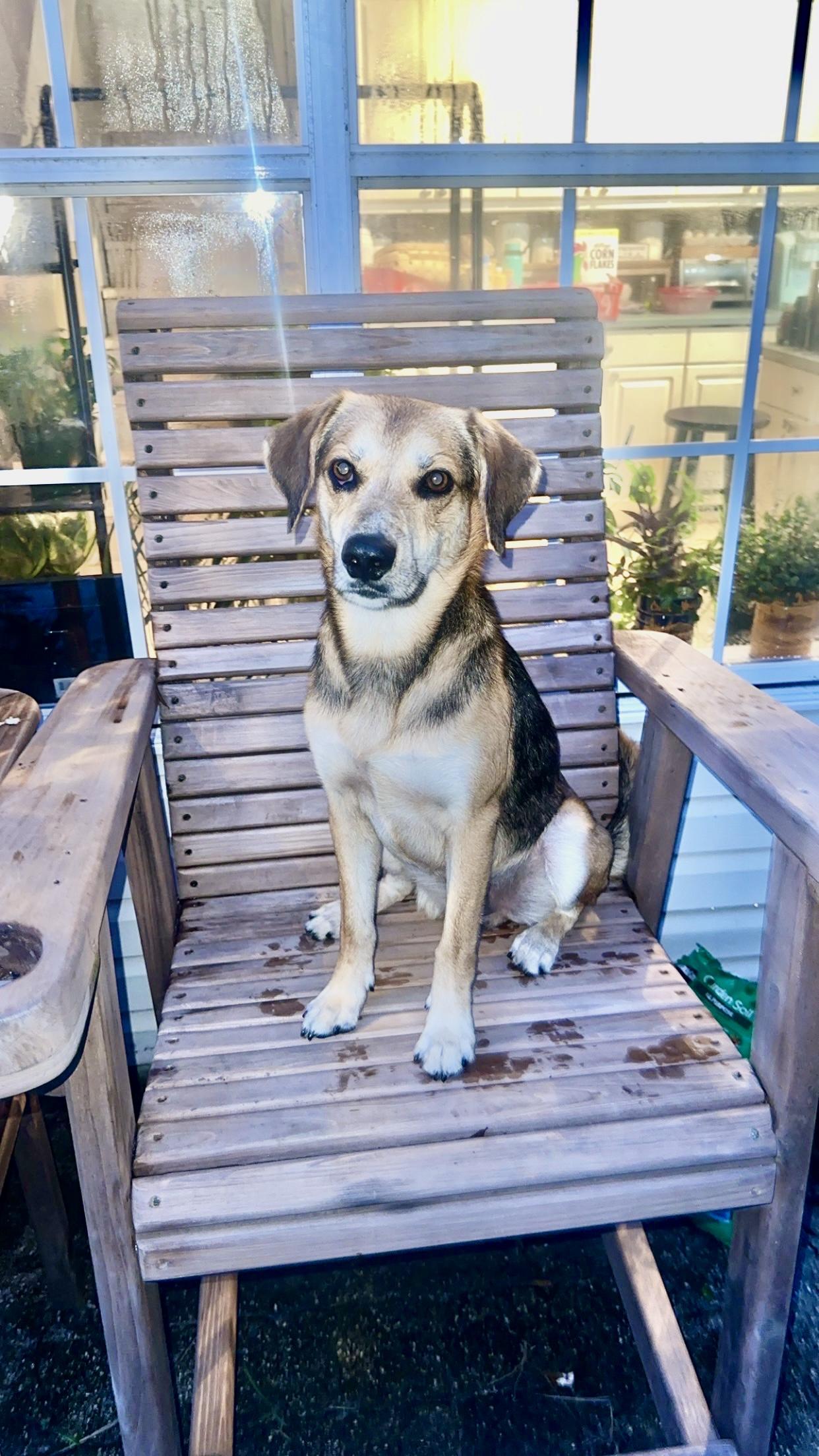 BUSTER BROWN….35 lbs of fun!!!