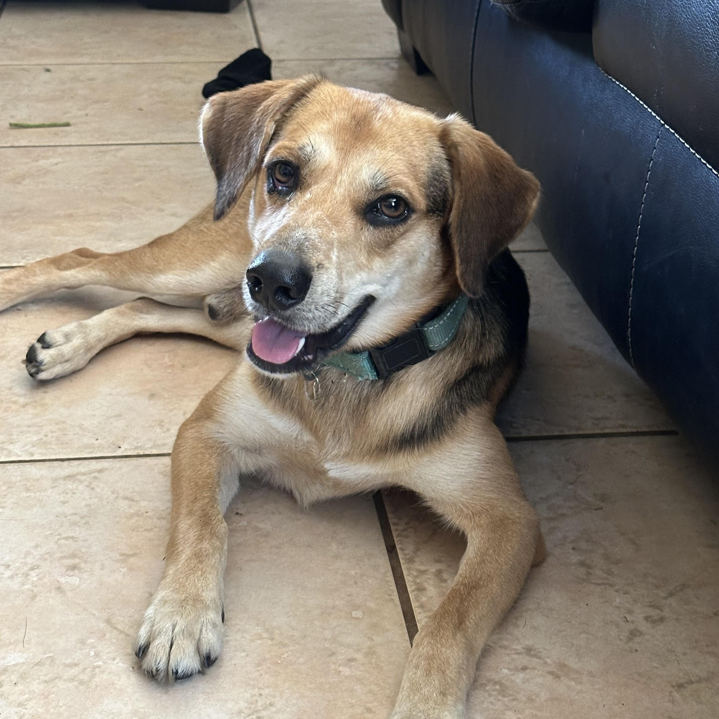 BUSTER BROWN….35 lbs of fun!!!