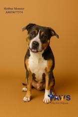 Enlarge Slobber Monster 59677574, a ADOPTABLE Mixed Breed in Harvey , LA image 1/1