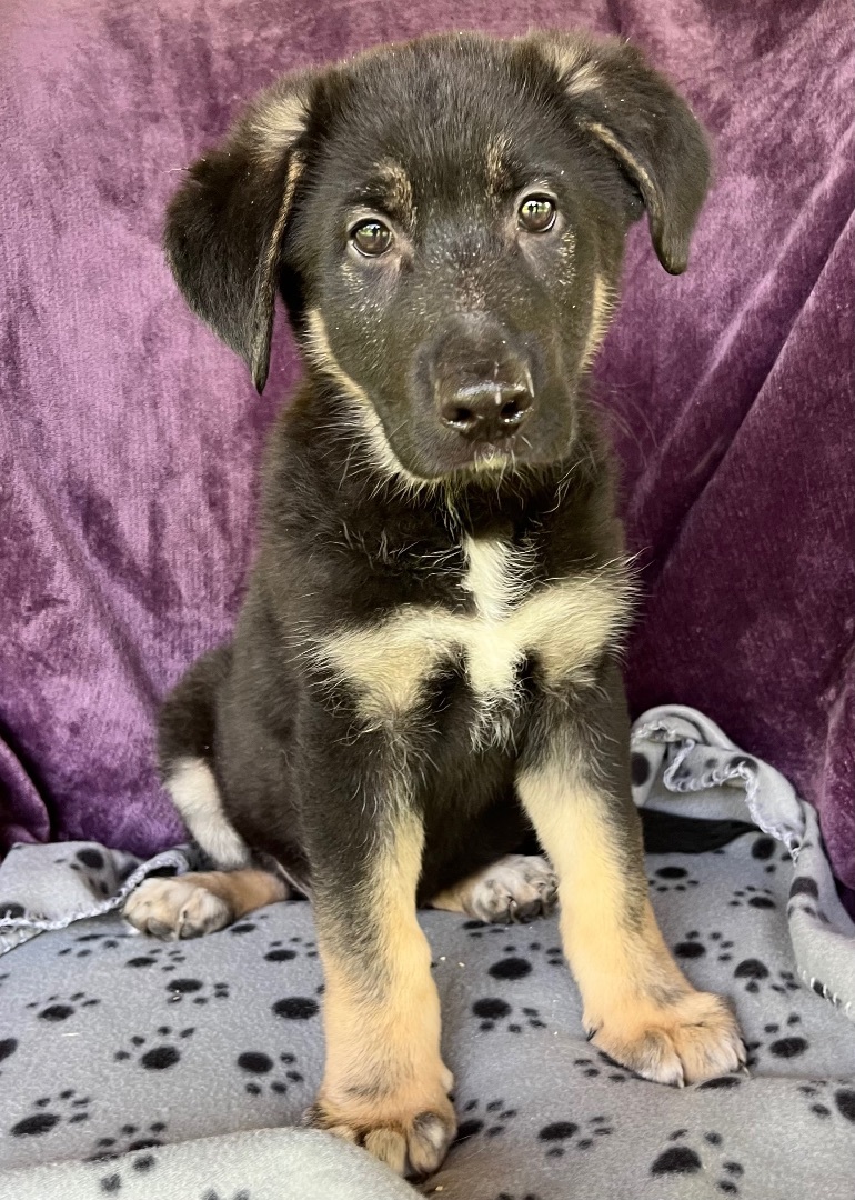 Enlarge Thing 2, a Adopted German Shepherd Dog in Lucasville, OH image 1/4