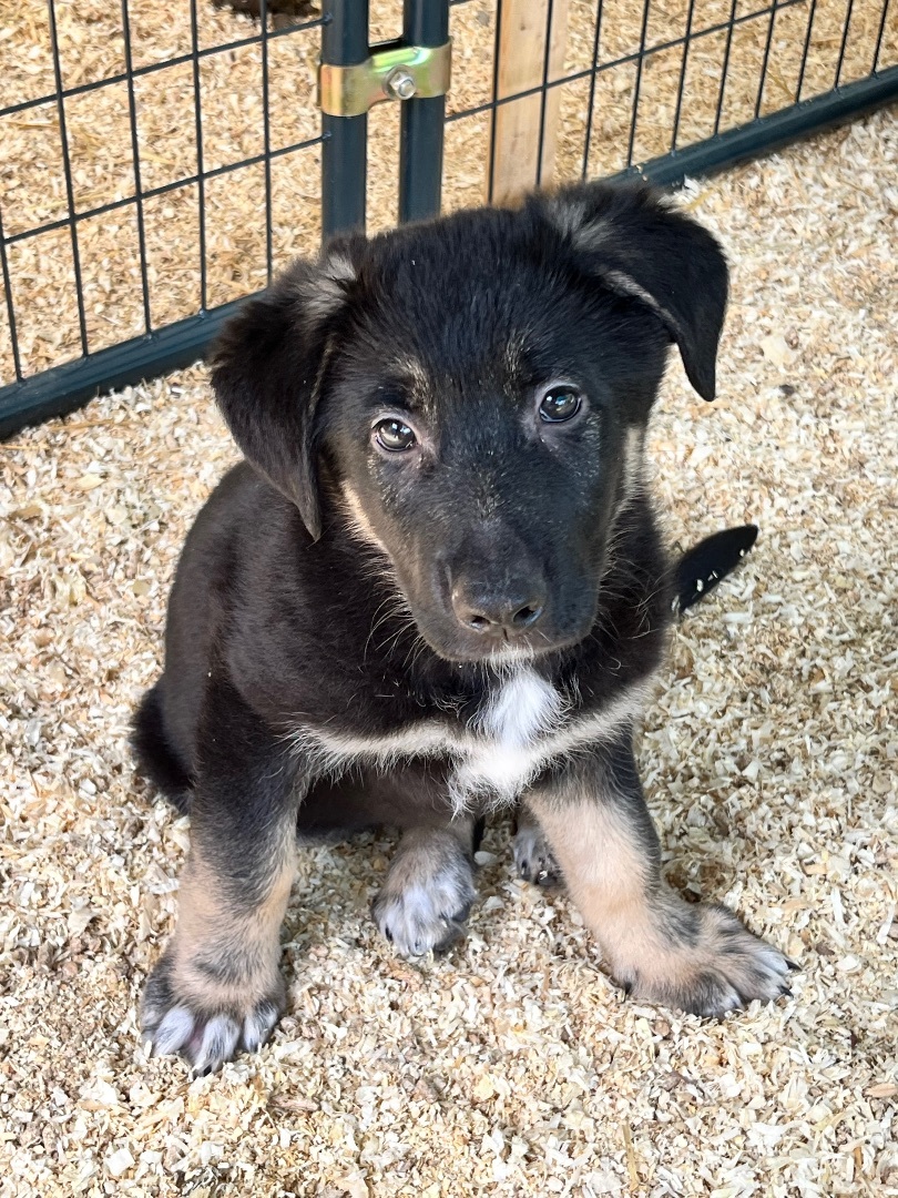 Thing 2, Adopted, Puppy Male German Shepherd Dog.