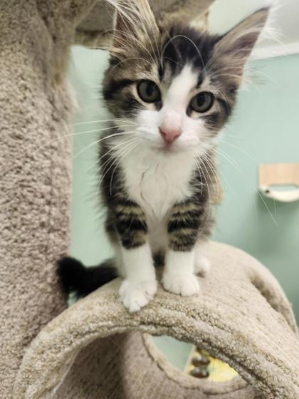 Rice, Adoptable, Adult Female Domestic Short Hair & Domestic Short Hair.