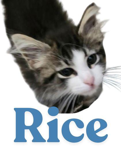 Rice, Adoptable, Adult Female Domestic Short Hair & Domestic Short Hair.