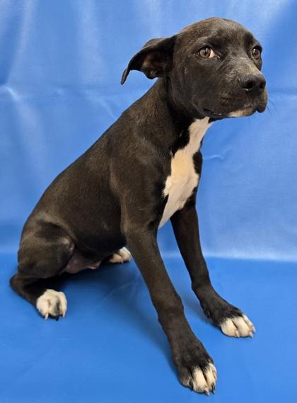 Kira, Adoptable, Puppy Female Labrador Retriever & Mixed Breed.