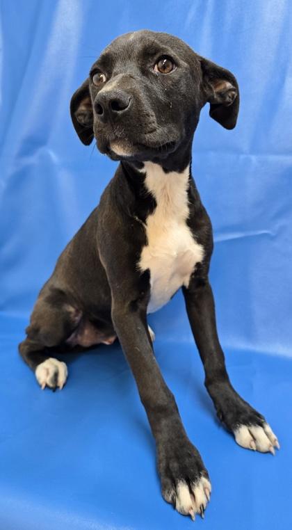 Enlarge Kira, a Adoptable mixed breed in Morton Grove, IL image 2/2