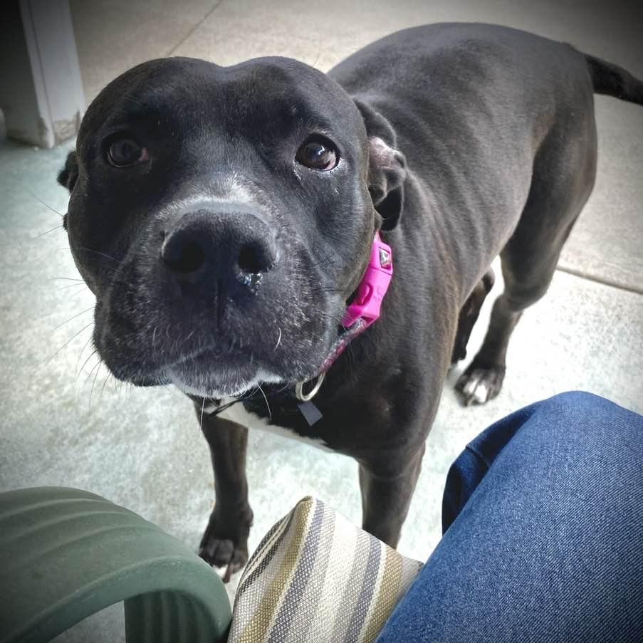 Enlarge Honey BooBoo, a Adoptable Pit Bull Terrier in Middletown, OH image 1/6