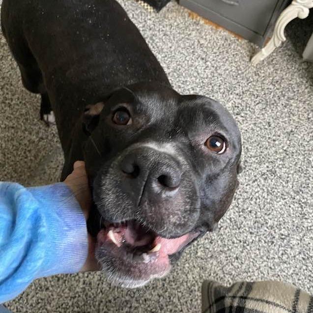 Enlarge Honey BooBoo, a Adoptable Pit Bull Terrier in Middletown, OH image 2/6