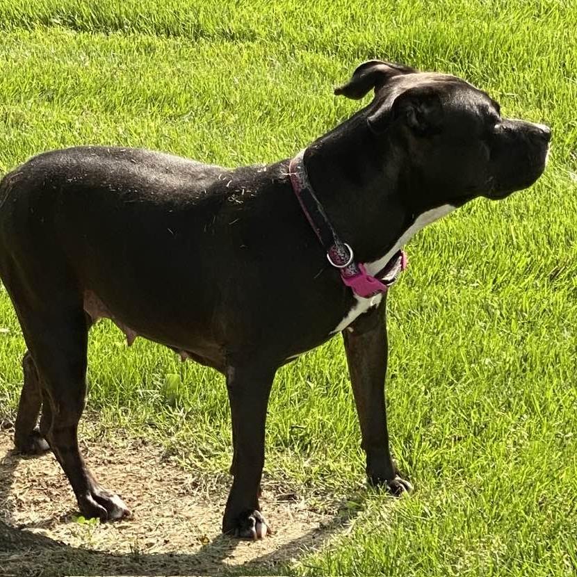 Enlarge Honey BooBoo, a Adoptable Pit Bull Terrier in Middletown, OH image 3/6