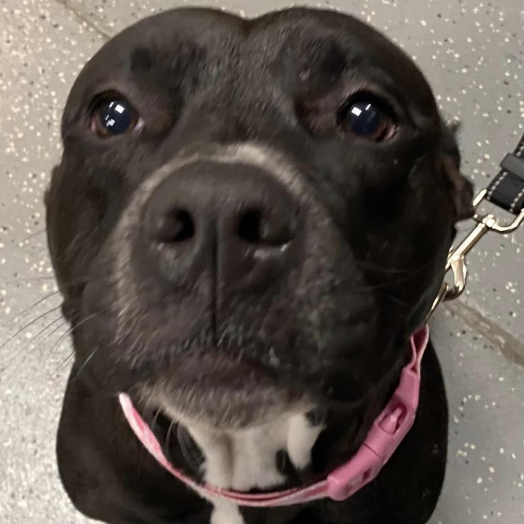 Enlarge Honey BooBoo, a Adoptable Pit Bull Terrier in Middletown, OH image 4/6