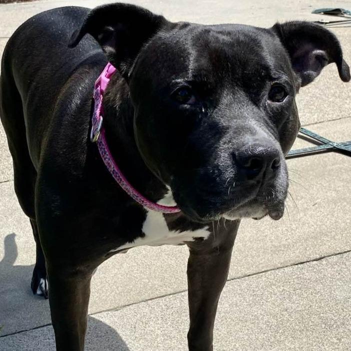 Enlarge Honey BooBoo, a Adoptable Pit Bull Terrier in Middletown, OH image 5/6