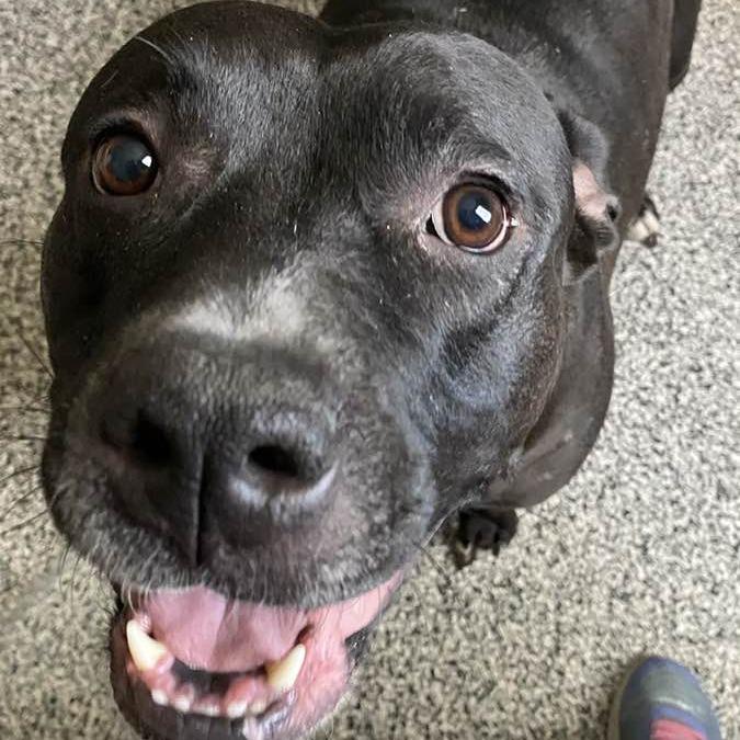 Enlarge Honey BooBoo, a Adoptable Pit Bull Terrier in Middletown, OH image 6/6