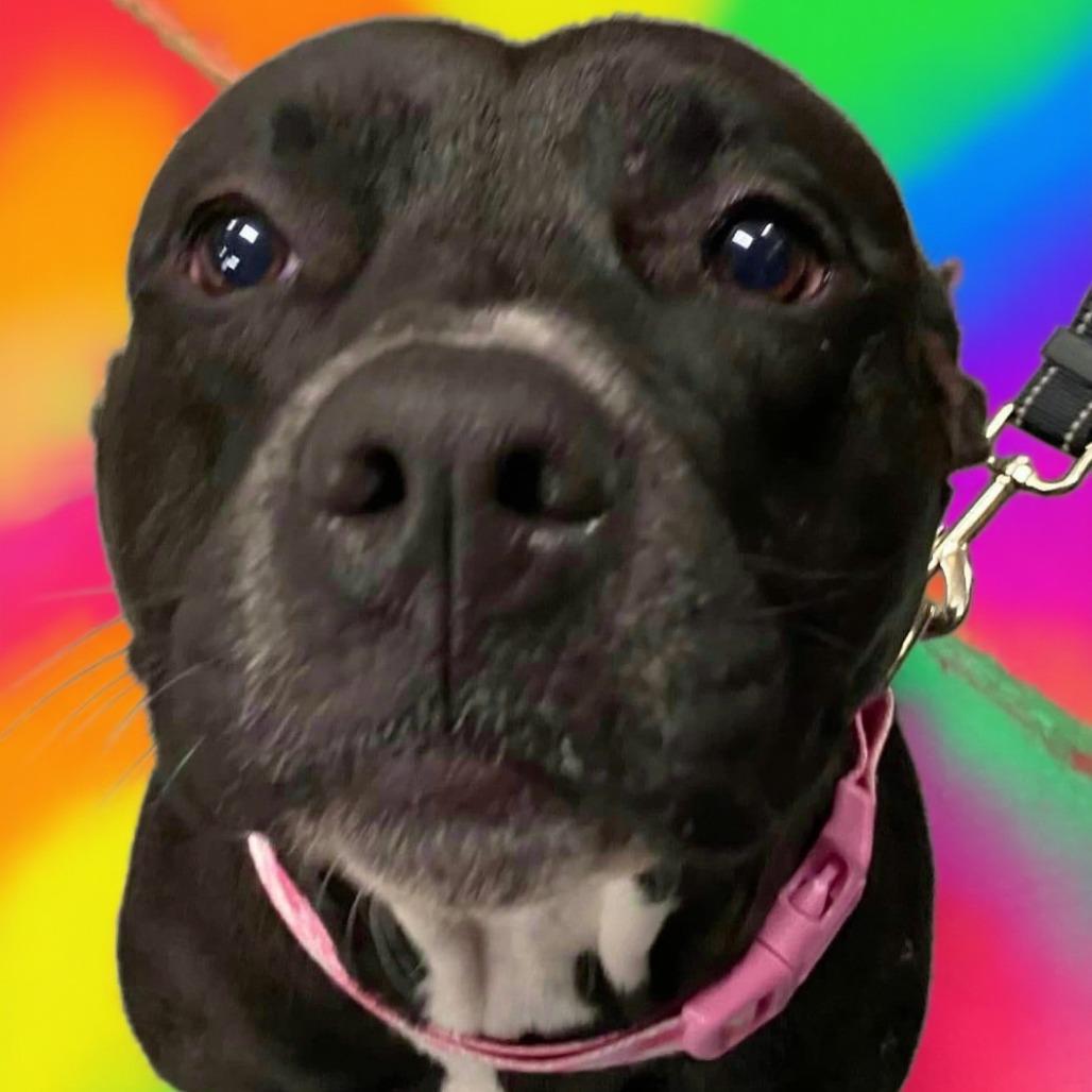 Enlarge Honey BooBoo, a Adoptable Pit Bull Terrier in Middletown, OH image 6/6