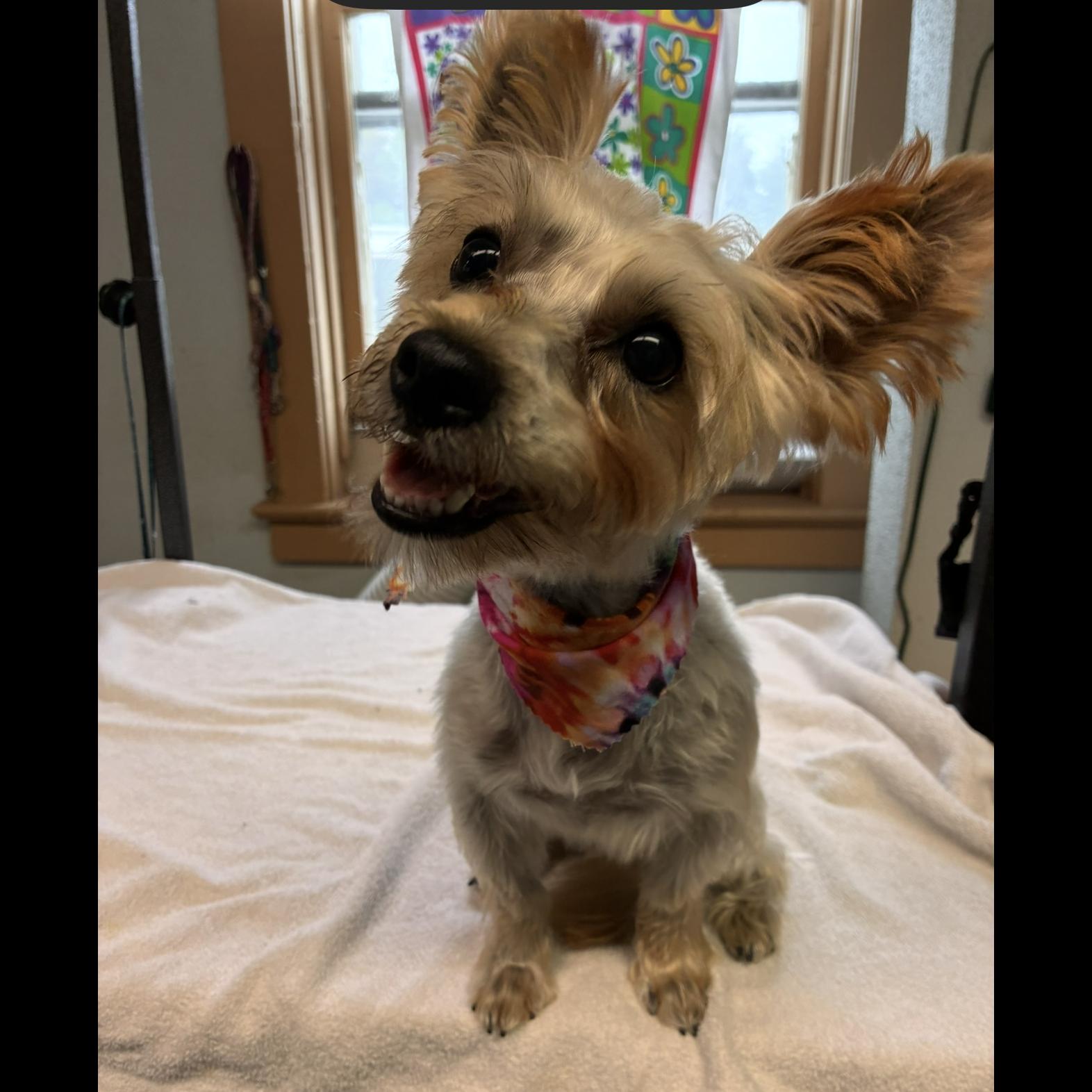 Enlarge Buddy, a Adoptable mixed breed in Rochester, NY image 2/5